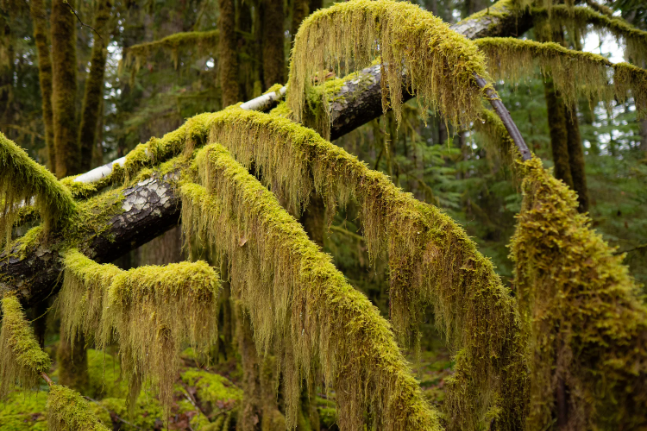 Honeymoon Bay Ecological Reserve