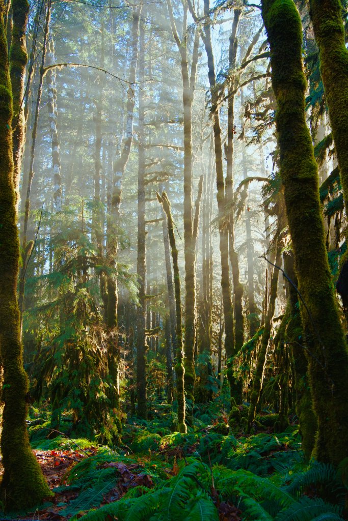 Forest and creek views