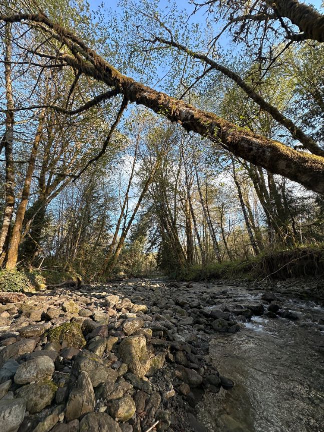 Forest Bathing