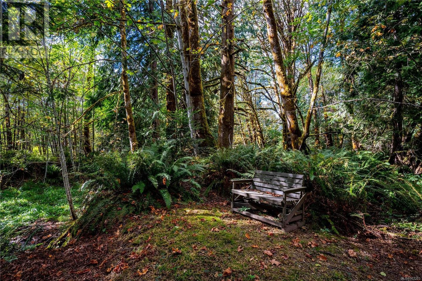 Forest setting at Riverdaughter Acres