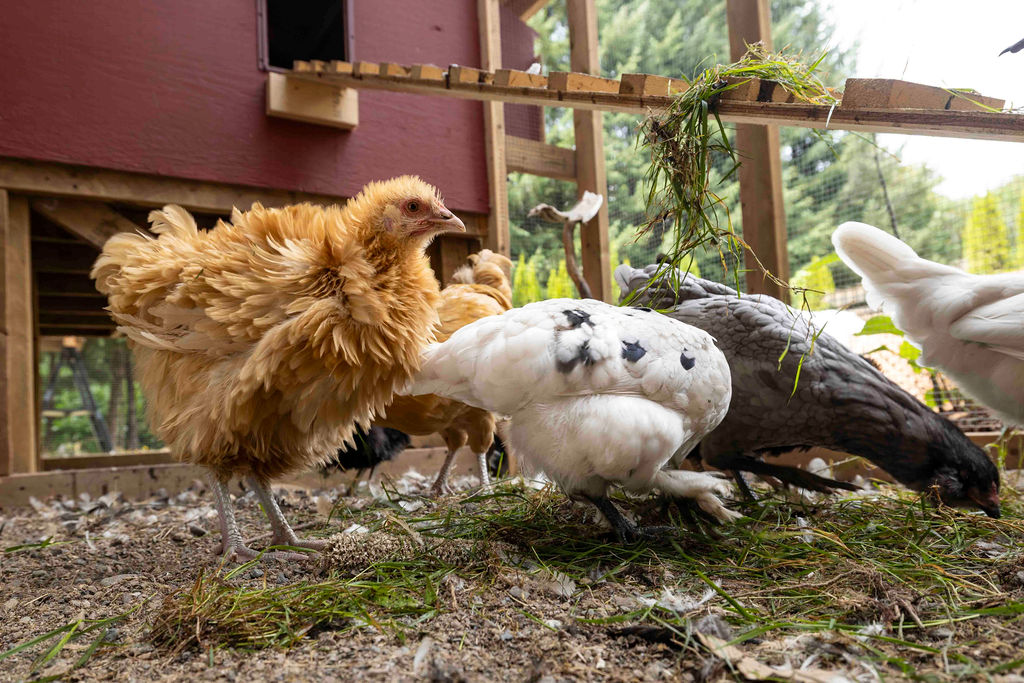 Chickens in the coop at Riverdaughter Acres